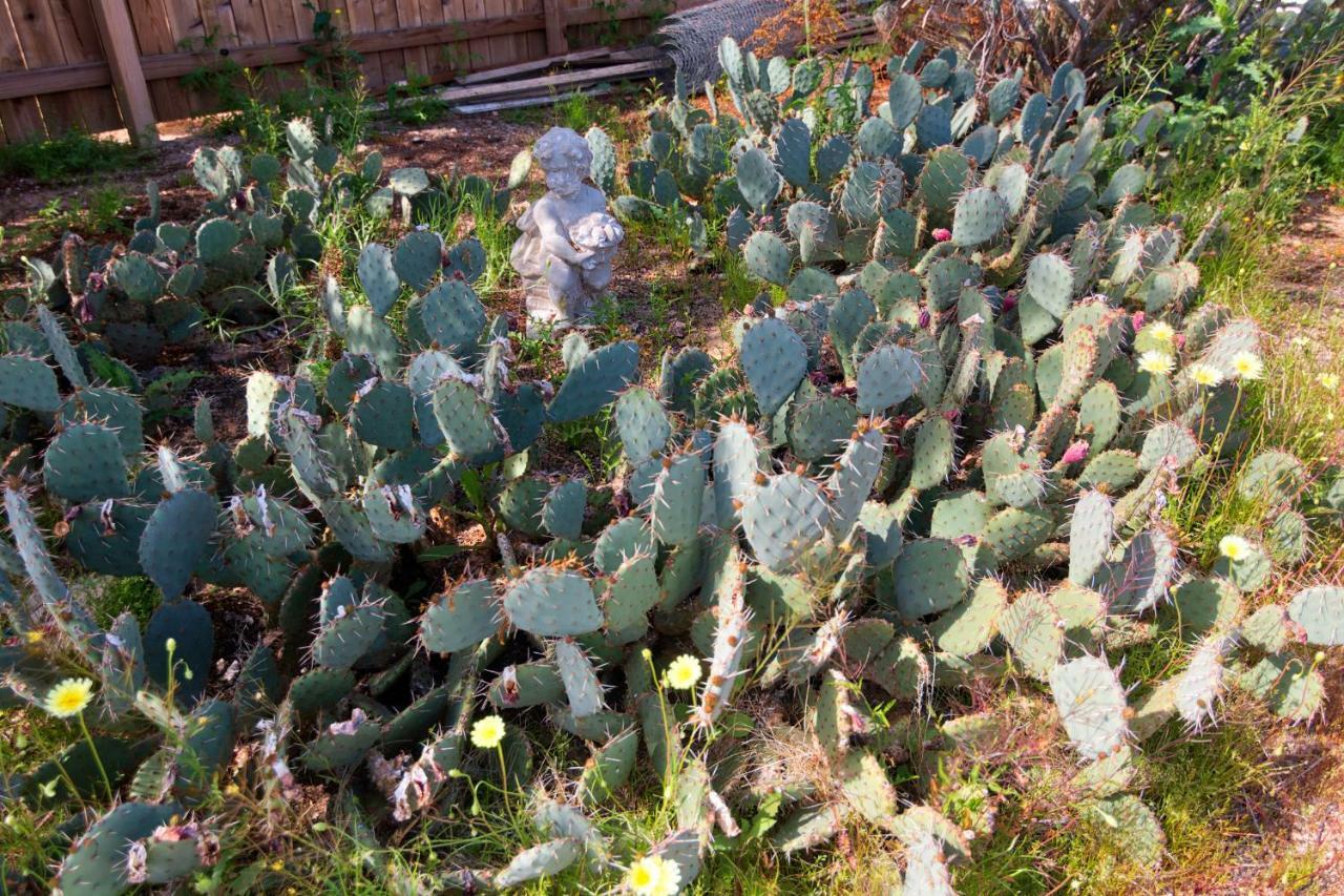 Willa Cactus Adobe Twentynine Palms Zewnętrze zdjęcie